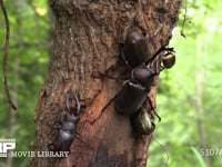 ノコギリクワガタ♂、カブトムシ♂と樹液を争うカブトムシ♀ 