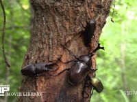 樹液を争うカブトムシ♂とノコギリクワガタ♂ 