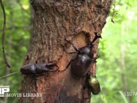 樹液を争うカブトムシ♂とノコギリクワガタ♂ おしっこをするノコギリクワガタ♂