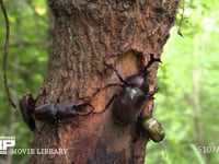 樹液をなめるカブトムシ♂、ノコギリクワガタ♂、カナブン おしっこをするカブトムシ♀