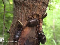 樹液に集まるカブトムシ、ノコギリクワガタ、カナブン、サトキマダラヒカゲ カナブンを追い出すカブトムシ
