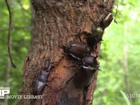 樹液に集まるカブトムシ、ノコギリクワガタ、カナブン、サトキマダラヒカゲ 