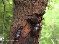 樹液をなめるカブトムシ♂♀、ノコギリクワガタ♂、カナブン おしっこをするカブトムシ♀