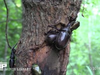 樹液に集まるカブトムシ、ノコギリクワガタ、カナブン、サトキマダラヒカゲ カブトムシ求愛