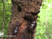 樹液に集まるカブトムシ、ノコギリクワガタ、カナブン 