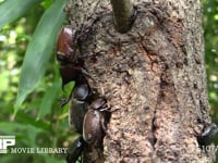 樹液に集まるカブトムシ♂♀、クロカナブン 