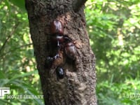 樹液に集まるカブトムシ♂♀、クロカナブン 
