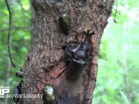 樹液に集まるカブトムシ、ノコギリクワガタ、カナブン 求愛するカブトムシ、カナブンを追い出す