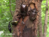 樹液に集まるカブトムシ、ノコギリクワガタ、カナブン 