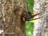 樹液をなめるスズメバチ オオスズメバチ
