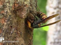 樹液をなめるスズメバチ オオスズメバチ