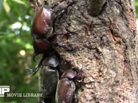 樹液に集まるカブトムシ♂♀ 