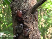 樹液に集まるカブトムシ♂♀、クロカナブン 