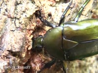 樹液をなめるカナブン 