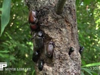 樹液に集まるカブトムシ♂♀、クロカナブン、カナブン 