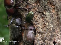 樹液に集まるカブトムシ♂♀、クロカナブン、カナブン 