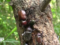 樹液に集まるカブトムシ♂♀、カナブン、スズメバチ 