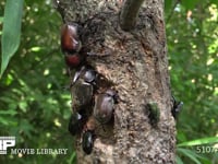 樹液に集まるカブトムシ♂♀、クロカナブン、カナブン 