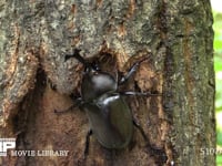 樹液をなめるカブトムシ♂ 