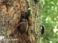 樹液をなめるカブトムシ♀の脇で争うカナブンとクロカナブン 