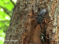カナブンから樹液を守るノコギリクワガタ 