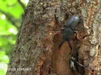 カナブンから樹液を守るノコギリクワガタ 