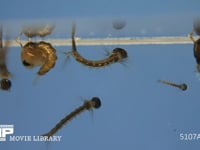 ヤブカ（キンイロヤブカ？）のボウフラとオニボウフラ ボウフラ（蚊の幼虫）、オニボウフラ（蚊の蛹）