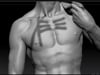 Shoulder Girdle