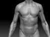 Upper arm muscles