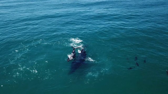Humpback Whales Play With Dolphins At Palm Beach Aerial