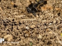 クロオオアリ　巣作り 巣から運び出した土塊を置いて巣に戻る　0.5倍速