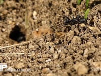 クロオオアリ　巣作り 巣から運び出した土塊を置いて巣に戻る　0.5倍速