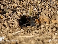 クロオオアリ　巣作り 巣中の土塊を巣外へ運び出す　0.5倍速
