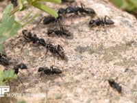 クロオオアリのけんか　同じクロオオアリの巣が近くにあったので大きなけんかが始まった 触角等を掃除するアリ　とっくみあい、ギ酸を掛け合うアリ等　左中・後脚を失い腹部も損傷したアリ