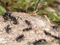 クロオオアリのけんか　同じクロオオアリの巣が近くにあったので大きなけんかが始まった 触角等を掃除するアリ　とっくみあい、ギ酸を掛け合うアリ等