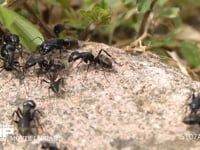 クロオオアリのけんか　同じクロオオアリの巣が近くにあったので大きなけんかが始まった 触角等を掃除するアリ　とっくみあい、ギ酸を掛け合うアリ等