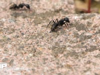 クロオオアリのけんか 触角等を掃除するアリ