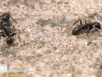 クロオオアリのけんか ギ酸を掛け合うアリ