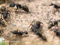 クロオオアリのけんか ギ酸を掛け合うアリ　触角を掃除するアリ等