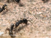 クロオオアリのけんか ギ酸を掛け合うアリ　触角を掃除するアリ等