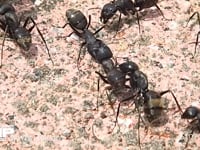 クロオオアリのけんか 同じクロオオアリの巣が近くにあったので大きなけんかが始まった　ギ酸を掛け合うアリ