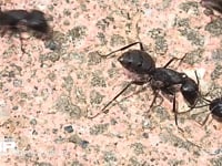 クロオオアリのけんか 同じクロオオアリの巣が近くにあったので大きなけんかが始まった　ギ酸を掛け合うアリ