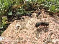 クロオオアリのけんか 同じクロオオアリの巣が近くにあったので大きなけんかが始まった　ギ酸を掛け合うアリ