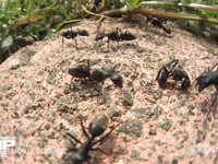 クロオオアリのけんか 同じクロオオアリの巣が近くにあったので大きなけんかが始まった　ギ酸を掛け合うアリ