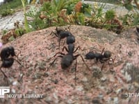 クロオオアリ　けんか　別の巣のアリに出会うとけんかになることがある 大あごを咬みあい、腹を曲げ、ギ酸を相手に吹きかける　触角が切れたアリや脚のとれたアリ
