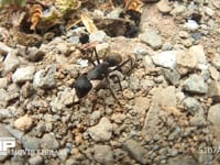 クロオオアリの巣の出入り口 巣を出入りする働きアリ　巣拡張のため中の小石を運び出す