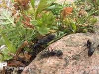 クロオオアリ　けんか　別の巣のアリに出会うとけんかになることがある 大あごを咬みあい、腹を曲げ、ギ酸を相手に吹きかける　触角が切れたアリや脚のとれたアリ