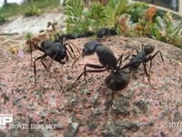 クロオオアリ　けんか 別の巣のアリに出会うとけんかになることがある。大あごを咬みあい、腹を曲げ、ギ酸を相手に吹きかける
