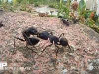 クロオオアリ　けんか 別の巣のアリに出会うとけんかになることがある。大あごを咬みあい、腹を曲げ、ギ酸を相手に吹きかける