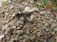 クロオオアリの巣の出入り口 巣を出入りする働きアリ　巣拡張のため中の土塊を運び出す